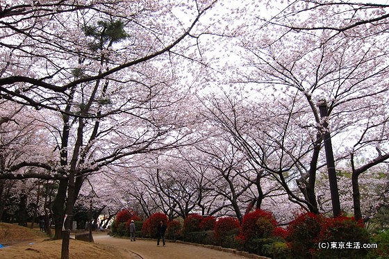 桜が満開