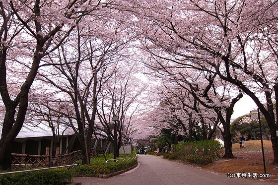 飛鳥山公園の博物館へ