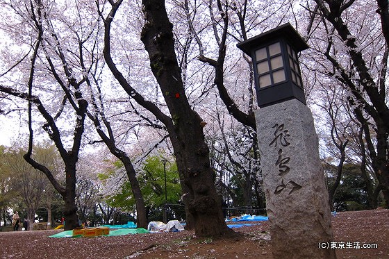 飛鳥山公園の吉宗が植えた桜。見頃は?の画像