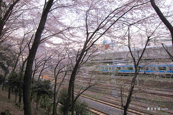 王子駅と桜