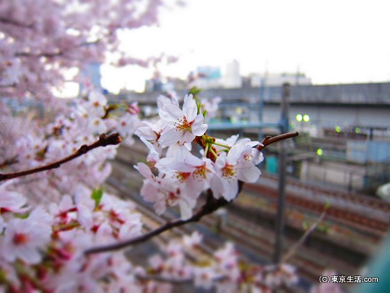 飛鳥山公園の桜