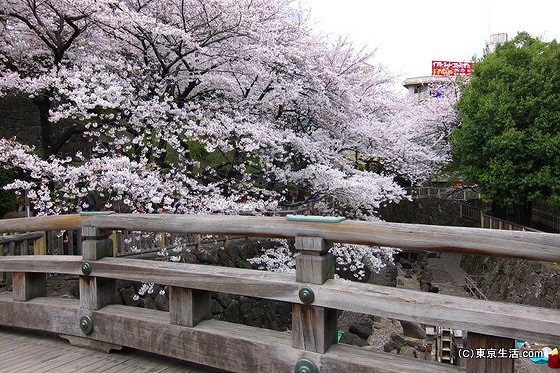 音無親水公園の桜