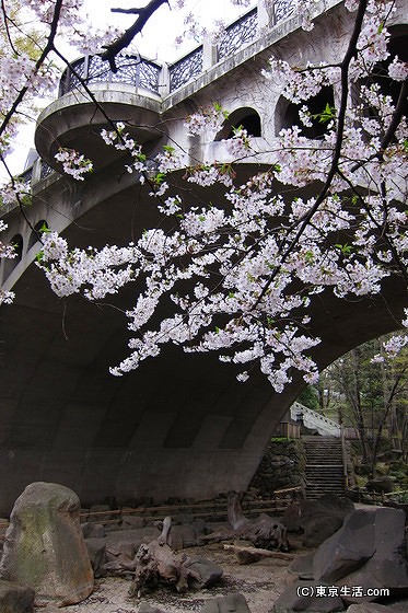 桜とのコントラスト