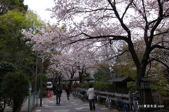 音無親水公園の桜