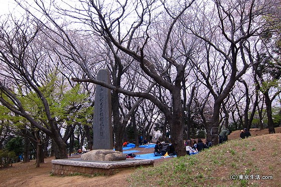 飛鳥山公園の桜の見頃は？