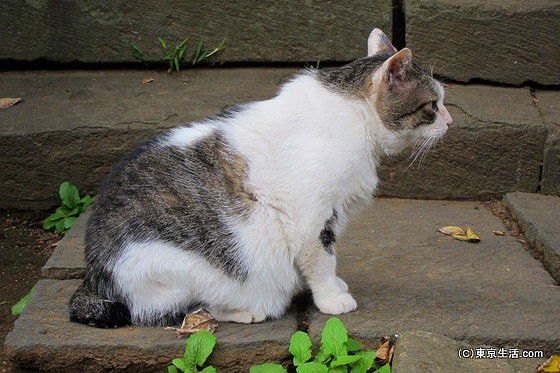 法華経寺の猫