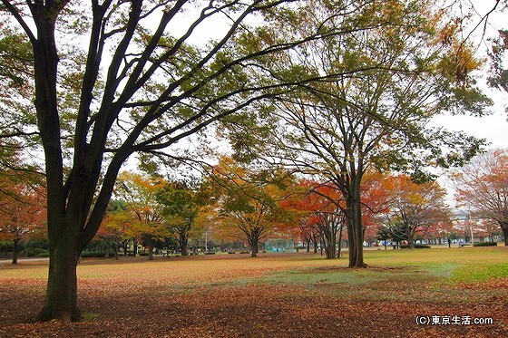 新小岩公園の広場