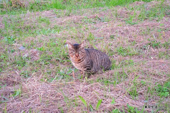 荒川の土手の猫