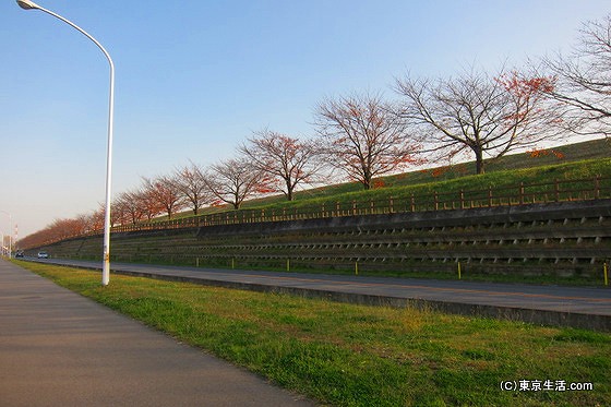 戸田公園の荒川堤防