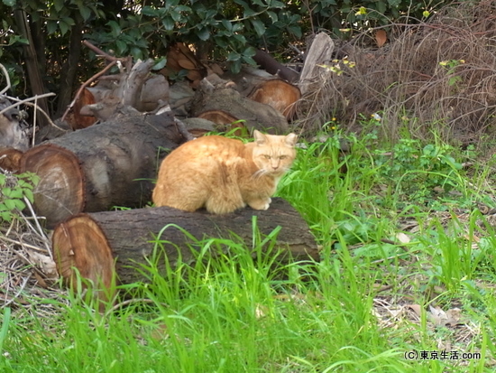 鶴見線の猫