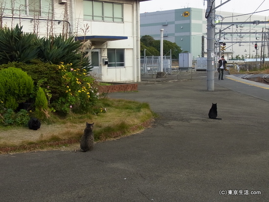 浅野駅のニャンコ