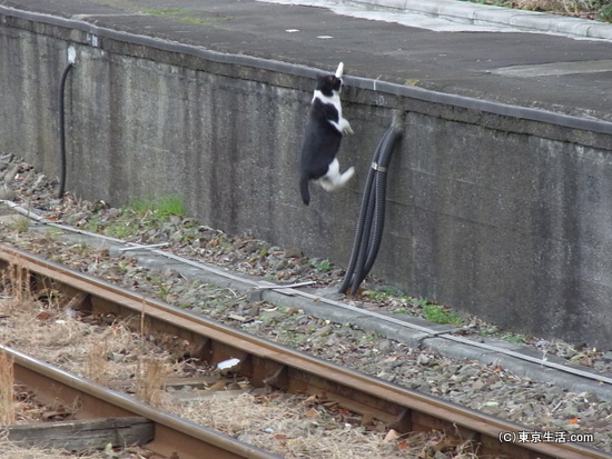 ジャンプするニャンコ