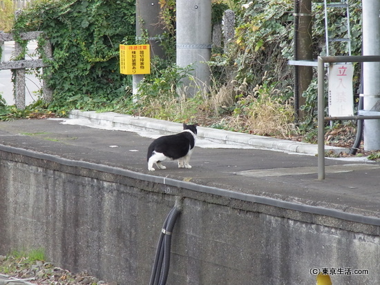 落ち着いたニャンコ