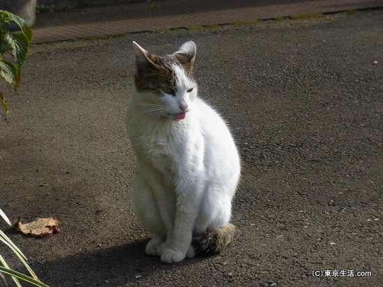 扇町駅の猫