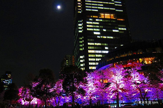 都心の夜桜が幻想的過ぎたの画像