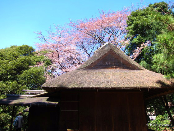 国立博物館の庭園は、お花見の穴場でしたの画像