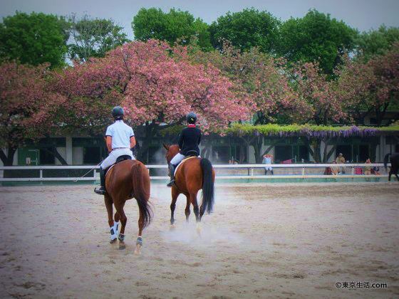 用賀にある馬のための公園を散歩の画像