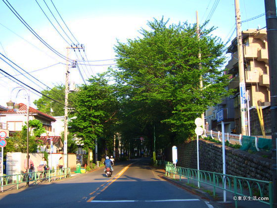 桜ヶ丘の桜の並木道