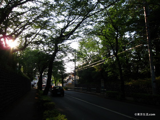 桜並木の木漏れ日