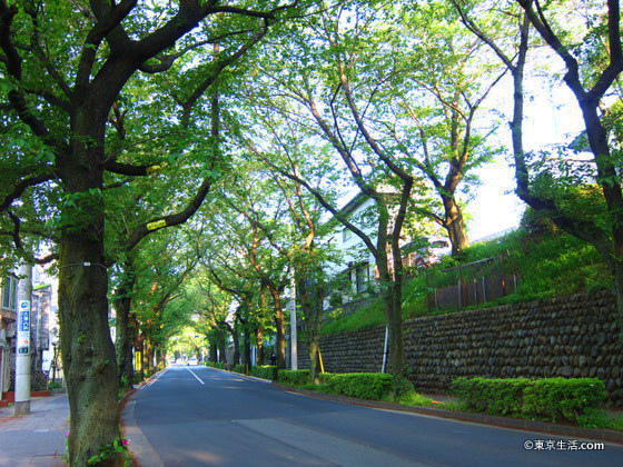 不動産|並木道が美しい桜丘の住宅街の画像