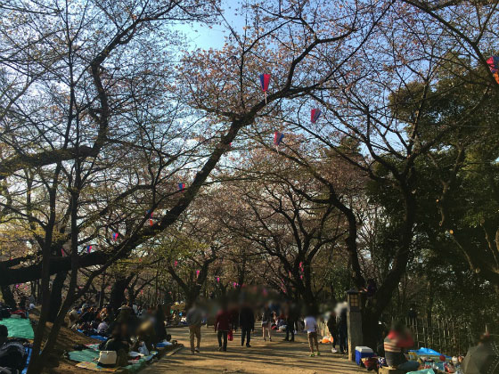 2017年の飛鳥山の桜