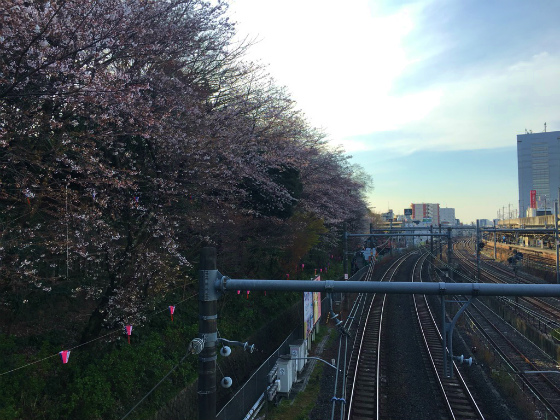 2017年の飛鳥山の桜