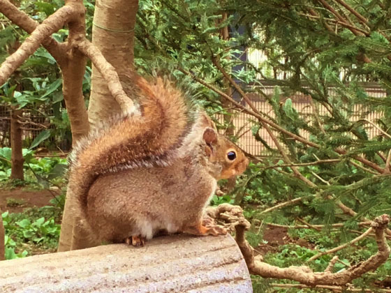 吉祥寺の散歩|井の頭公園の森のカフェと動物園の画像