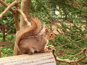 井の頭公園の森のカフェと動物園|吉祥寺の散歩