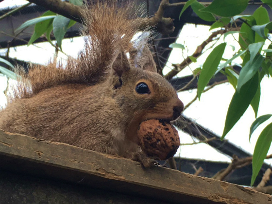 井の頭公園のリス