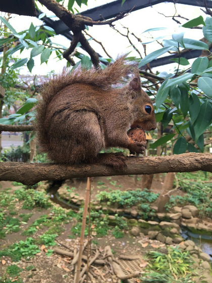 井の頭動物園のリスの小路