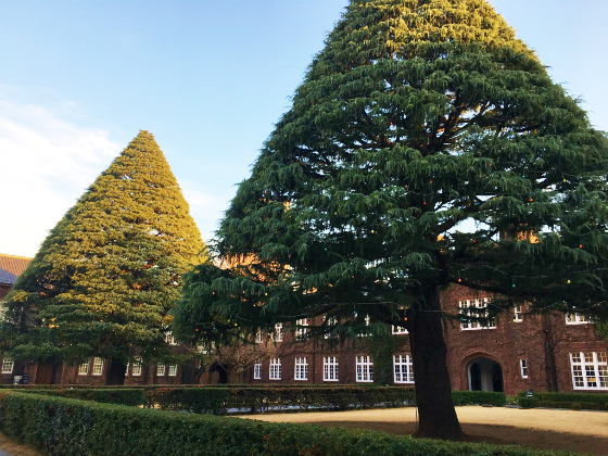 立教大学の並木